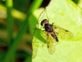 Chrysopilus_cristatus_Maennchen.jpg