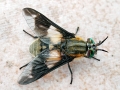 Chrysops caecutiens