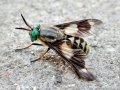Chrysops relictus