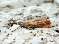 Chrysoteuchia culmella