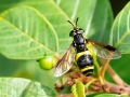 Chrysotoxum_bicinctum_Weibchen.jpg