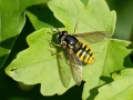 Chrysotoxum_cautum_Maennchen.jpg