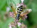 Chrysotoxum_festivum_Weibchen.jpg