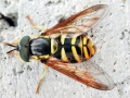 Chrysotoxum_intermedium_Maennchen.jpg