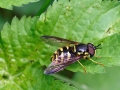 Chrysotoxum_lessonae_Maennchen.jpg