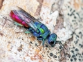 Chrysura_austriaca.jpg