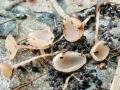 Ciboria amentacea