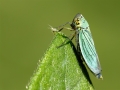 Cicadella_viridis_Weibchen.jpg
