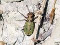 Cicindela campestris