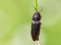 Cidnopus pilosus