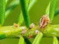 Cinara pilicornis