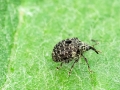 Cionus hortulanus