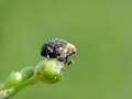 Cionus tuberculosus
