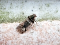 Cixius_cunicularius.jpg