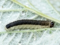 Cladius (Priophorus) brullei