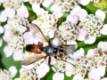 Clairvillia_biguttata_Weibchen.jpg