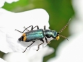 Clanoptilus_elegans_Weibchen.jpg