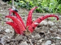 Clathrus_archeri.jpg