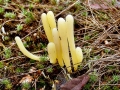 Clavaria argillacea