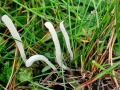Clavaria falcata