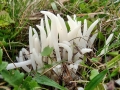 Clavaria_fragilis.jpg