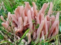 Clavaria_fumosa.jpg
