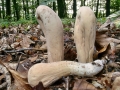 Clavariadelphus_pistillaris.jpg