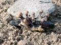 Claviceps purpurea