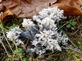 Clavulina coralloides
