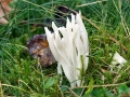 Clavulina_rugosa.jpg