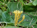Clavulinopsis corniculata