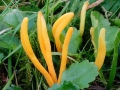 Clavulinopsis_helvola.jpg