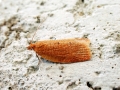 Clepsis_consimilana.jpg