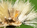 Clinodiplosis cilicrus