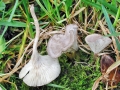 Clitocybe_collina.jpg