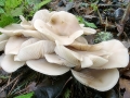 Clitocybe_fragrans.jpg