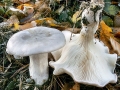Clitocybe nebularis