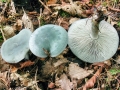 Clitocybe_odora.jpg