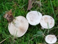 Clitocybe rivulosa