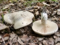 Clitopilus_prunulus.jpg