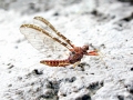 Cloeon dipterum