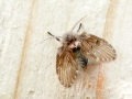 Clogmia_albipunctata.jpg