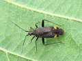 Closterotomus fulvomaculatus