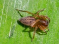 Clubiona_comta.jpg