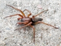 Clubiona_corticalis.jpg
