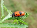 Clytra_laeviuscula.jpg