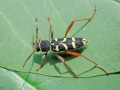 Clytus_arietis.jpg