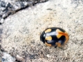 Coccinella hieroglyphica