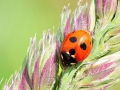 Coccinella_quinquepunctata.jpg