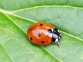Coccinella septempunctata